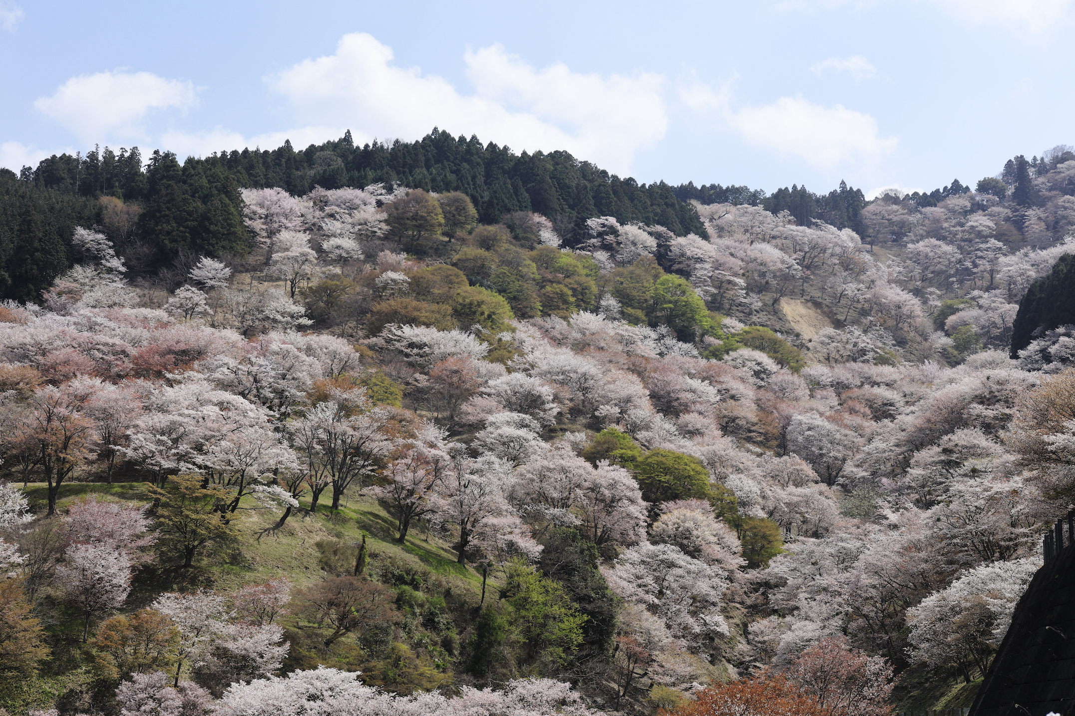KINTETSU RAIL PASS 1 day・2 day・5 day・5 day plus