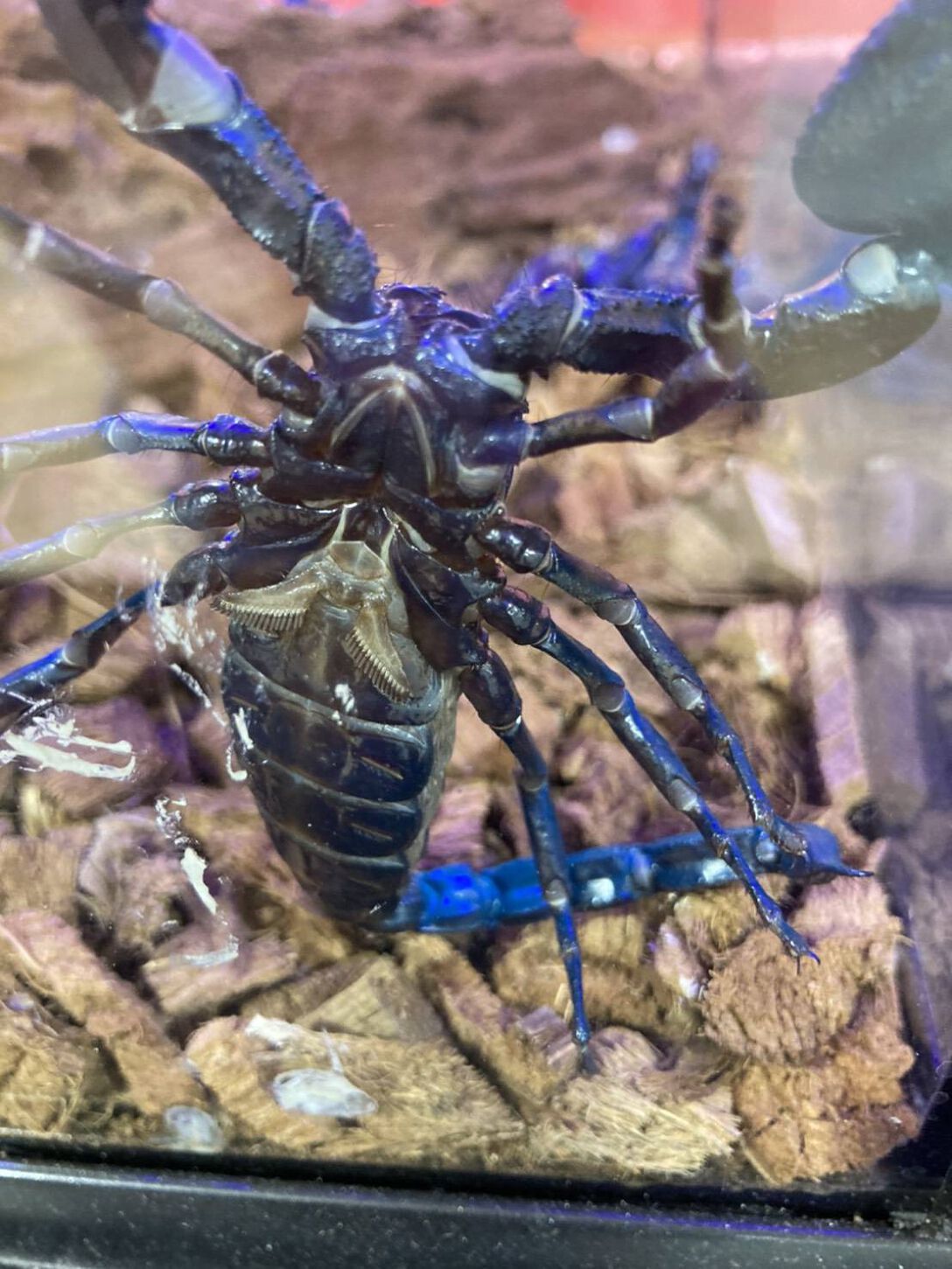 スカイツリーエンジョイパック キモい展プラン 東京スカイツリー オンライン予約 購入サイト Linktivity Activity Reservation System