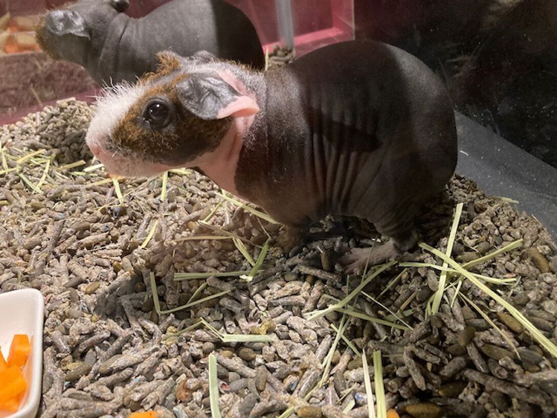 スカイツリーエンジョイパック キモい展プラン 東京スカイツリー オンライン予約 購入サイト Linktivity Activity Reservation System