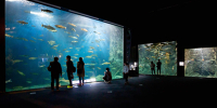 【最大200円引き】サケのふるさと 千歳水族館 入館Eチケット