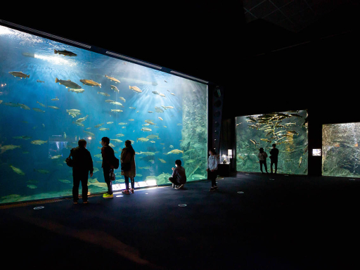 【最大200円引き】サケのふるさと 千歳水族館 入館Eチケット
