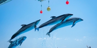 福岡 マリンワールド海の中道 水族館 Eチケット 事前予約