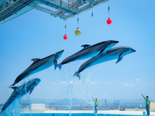 福岡 マリンワールド海の中道 水族館 Eチケット 事前予約