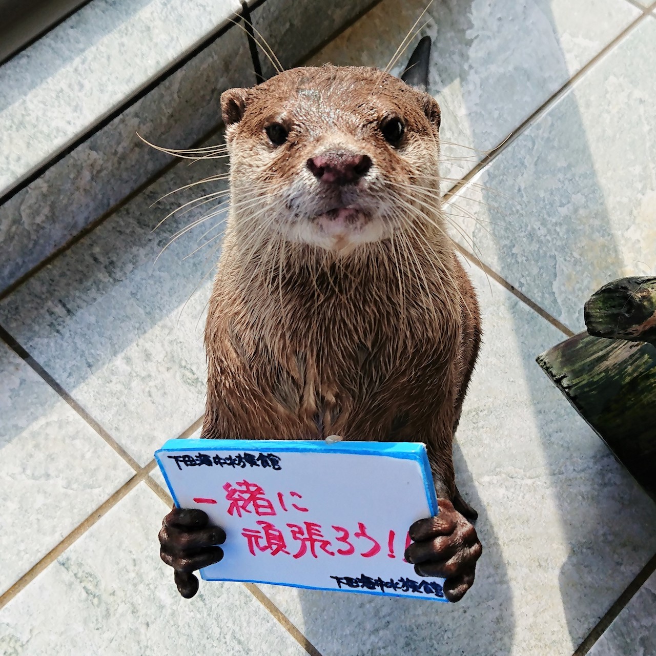 下田海中水族館 Eチケット 