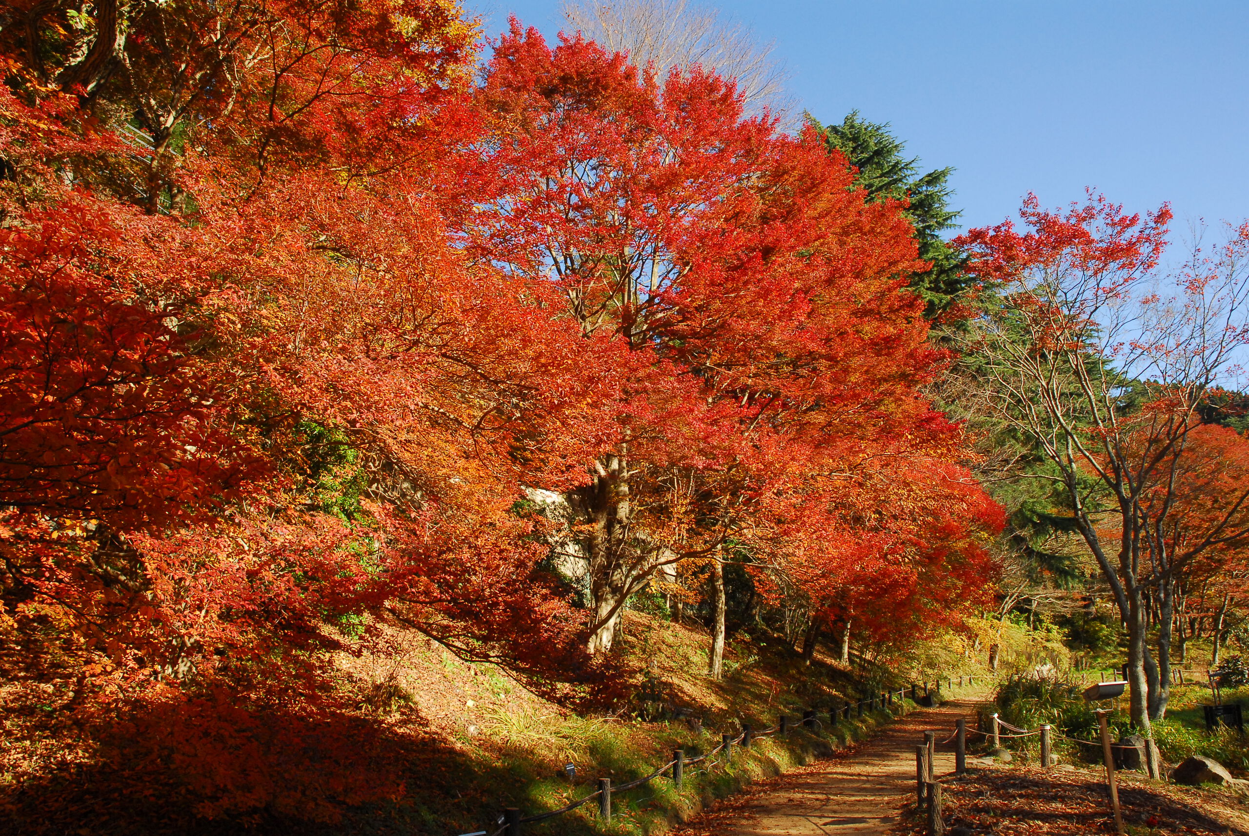 六甲高山植物園