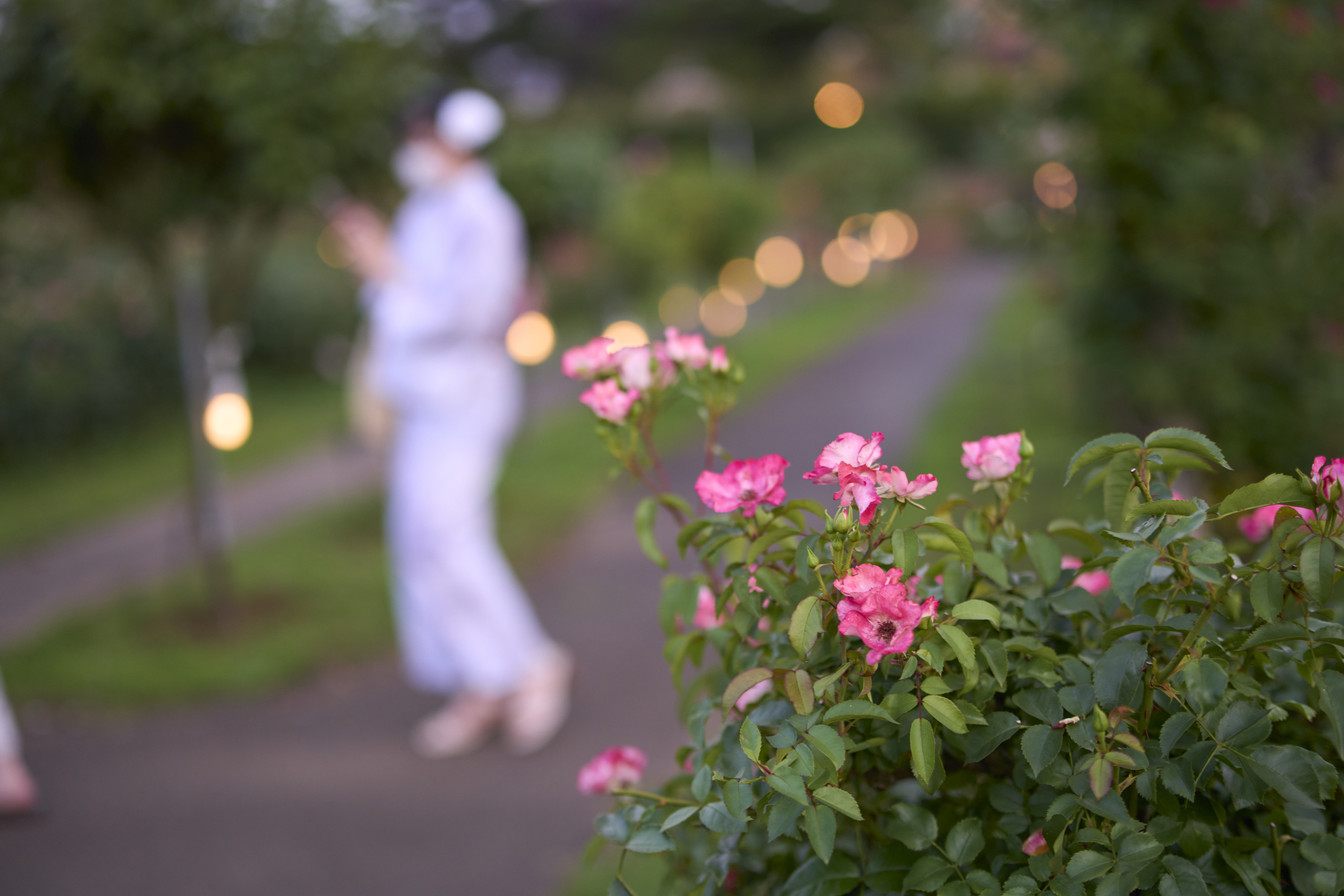 Chiba Yachiyo City Keisei Rose Garden Admission E-ticket