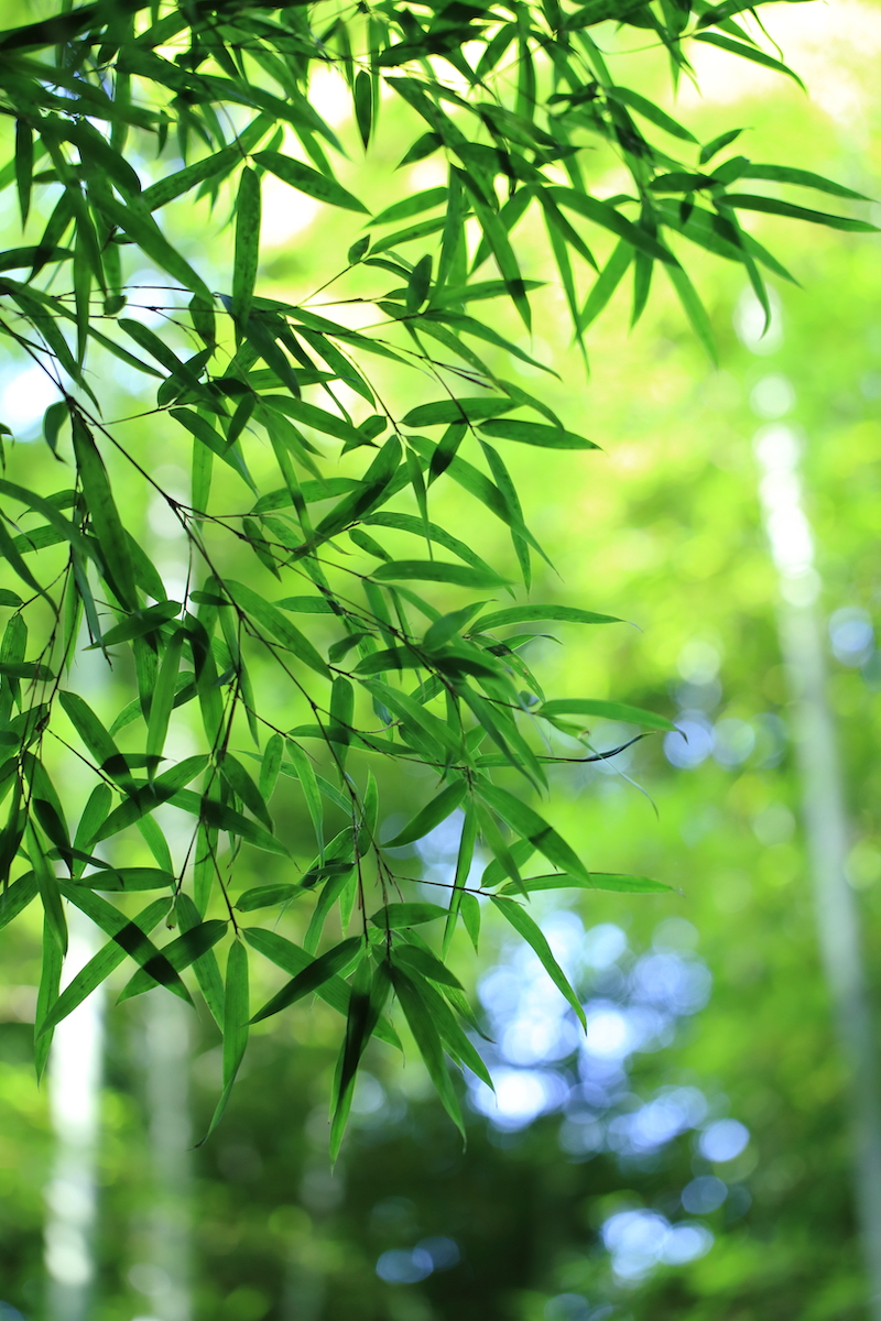 Bamboo Forest Wakayama Farm Tochigi Advance E-ticket [Daytime Admission]