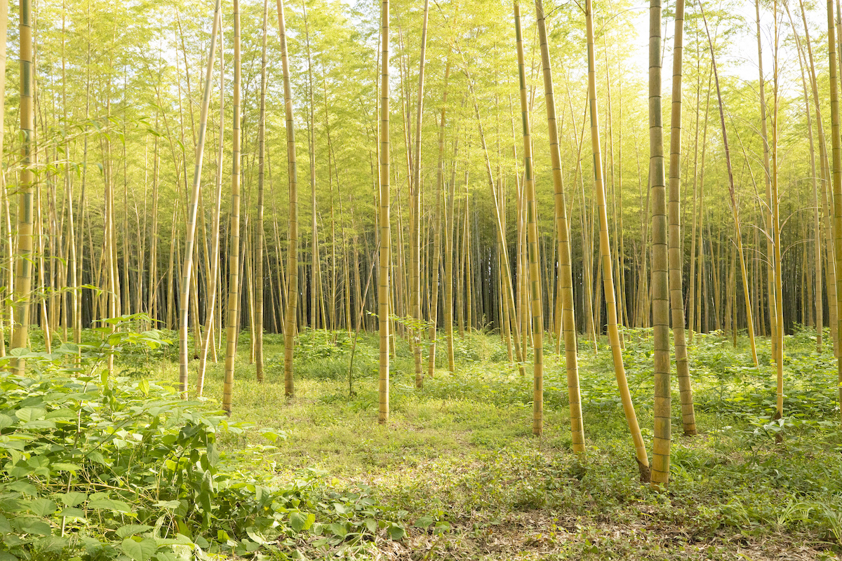 Bamboo Forest Wakayama Farm Tochigi Advance E-ticket [Daytime Admission]