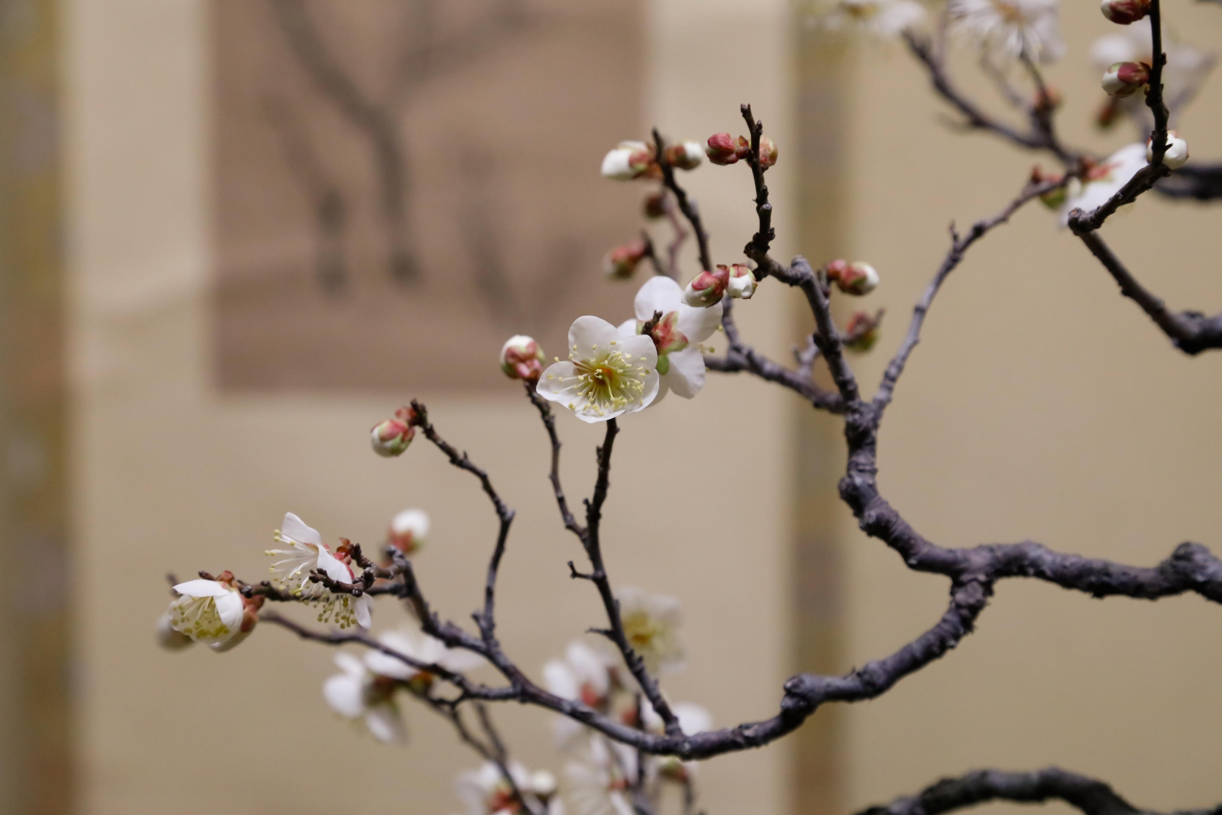 Shunkaen Bonsai Museum Tokyo E-Tickets (Tea Included)