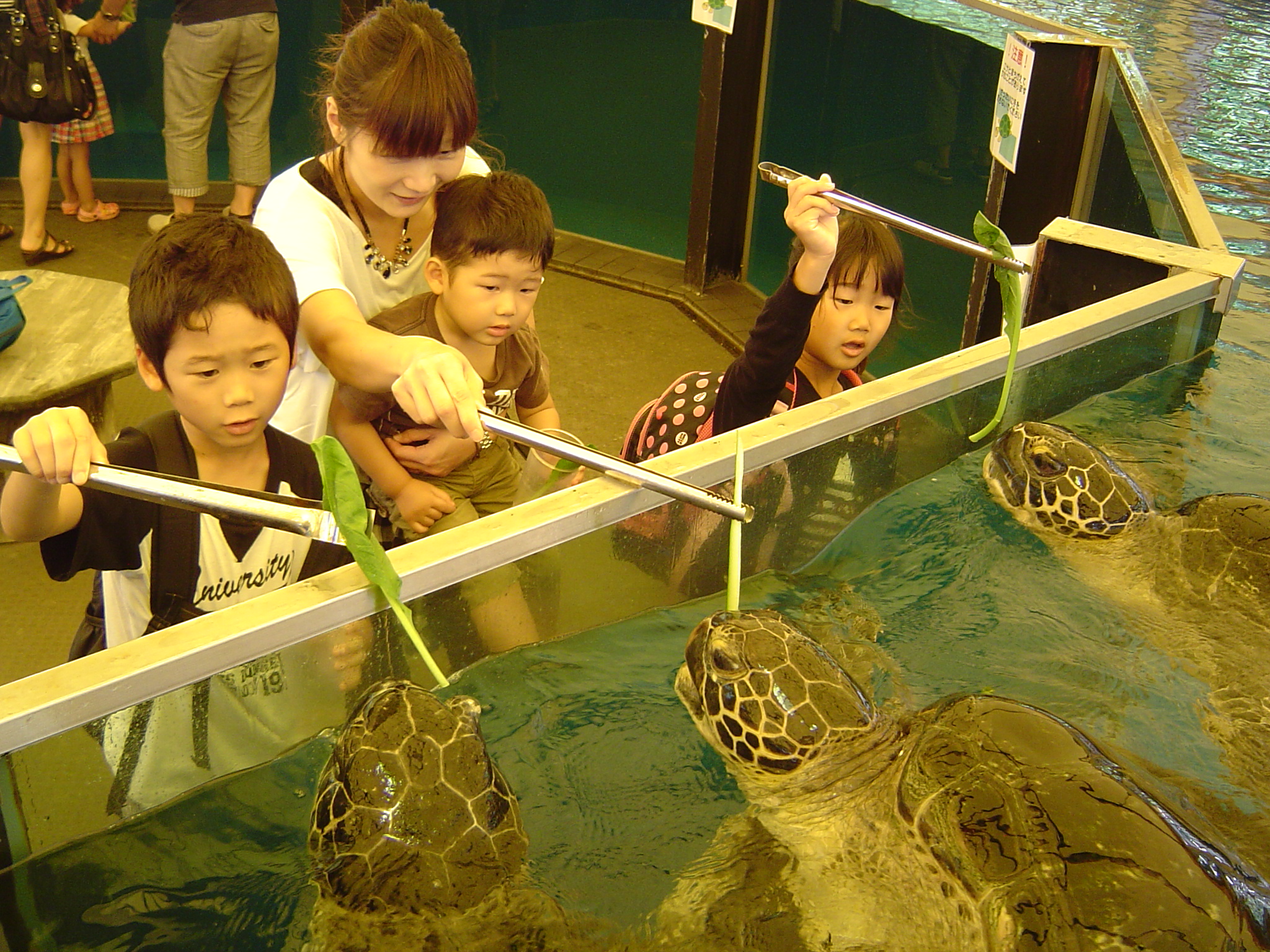 Echizen Matsushima Aquarium Fukui Same-Day & Advance E-Tickets (Advance E-Tickets: 50–200 JPY Off the Regular Price Sold Onsite!)