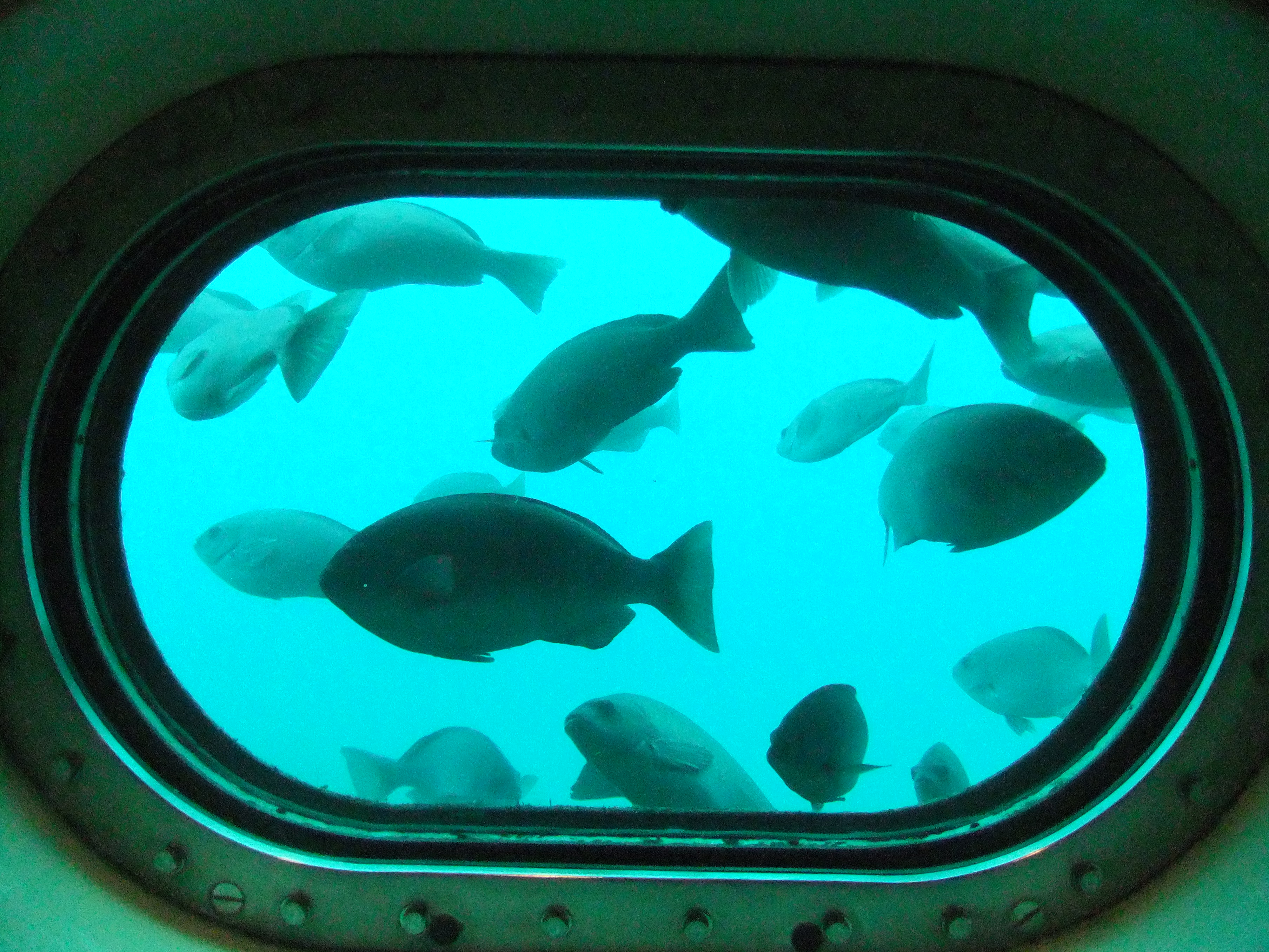 Katsuura UnderSea Park Underwater Observatory Admission E-Ticket