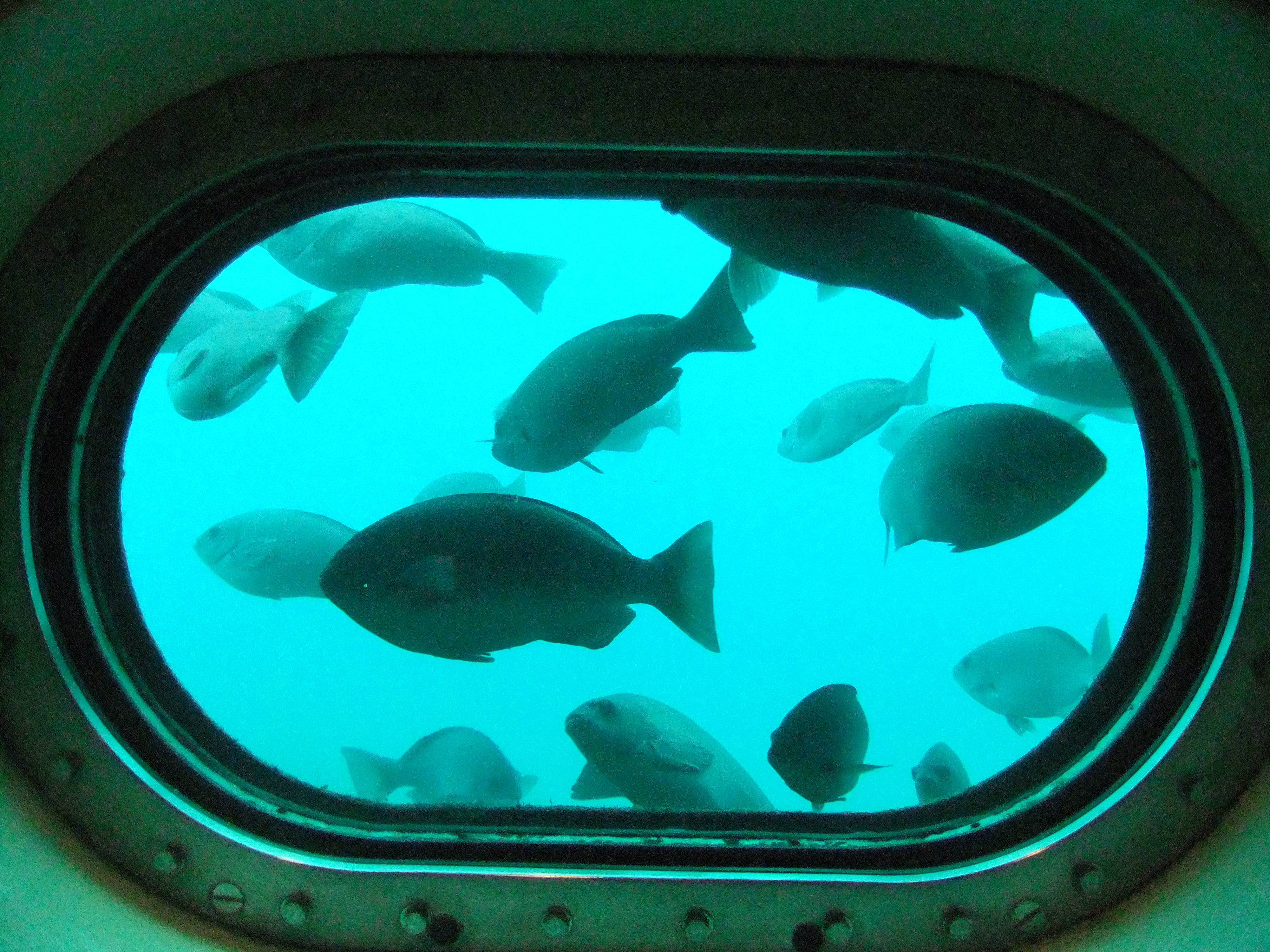 千葉 かつうら海中公園 海中展望塔 入場Eチケット